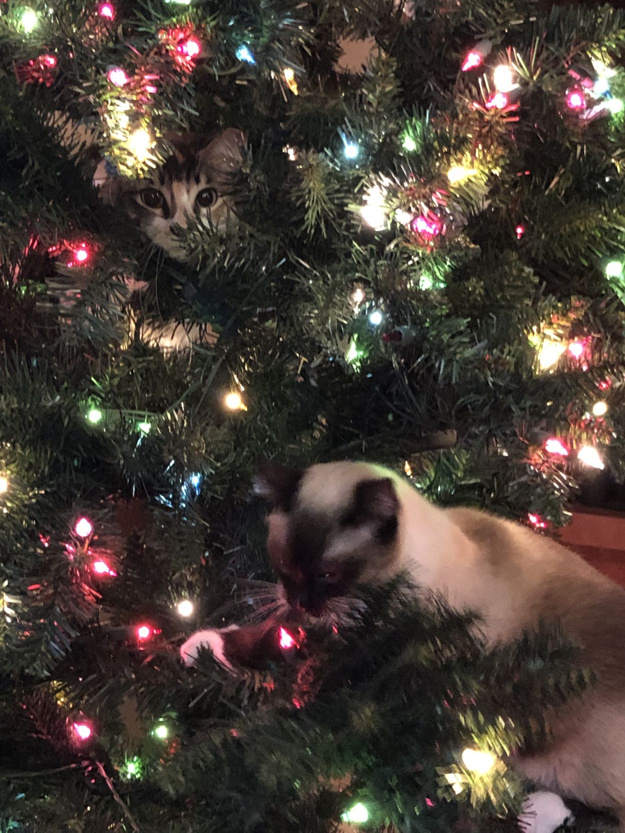 Christmas Cats 2018